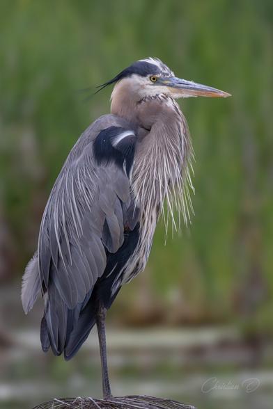 Grand héron perché sur un nichoir, scrutant l’horizon dans la lumière blafarde d'un matin chargé.(Great blue heron)