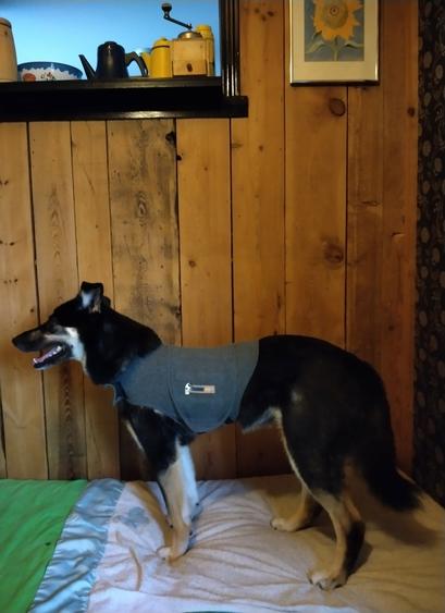 Koira seisoo sängyllä pelosta läähättäen, päällään harmaa Thunder Shirt. Taustalla hirsi seinä, hylly, jossa vanhoja astioita koristeeta, auringonkukkataulu.