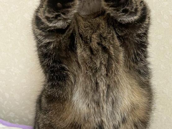 猫のトラ次くん