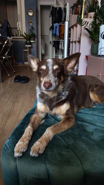 My brown, tan, and white mixed breed dog sits on a turquoise pouf looking at the camera.