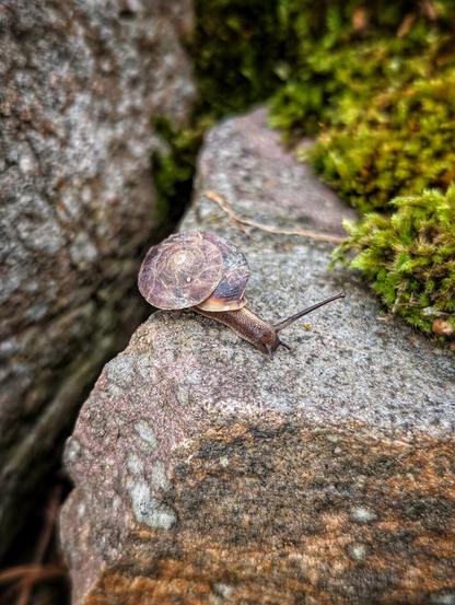 A close-up shot of a lapidary snail with a distinctly flat, mottled brown shell, crawling across a greyish-brown rock. Its head and eyestalks are extended, and its body is a lighter tan colour. In the background, out of focus, there's more rock and patches of vibrant green moss. The lighting suggests it's daytime, possibly in a natural outdoor setting like a garden or woodland.