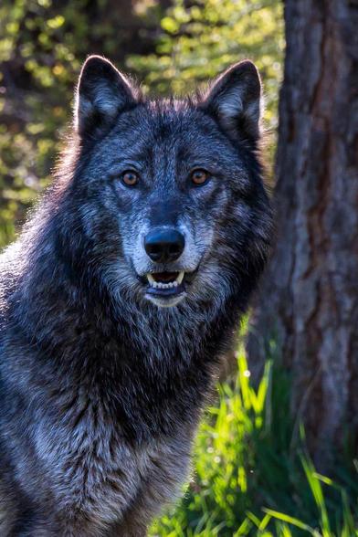 A close-up of a gray wolf with a thick fur coat and piercing amber eyes, set against a backdrop of green grass and trees.