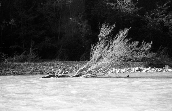 A black and white photo of a tree lying in a river, its branches heading for the sky.