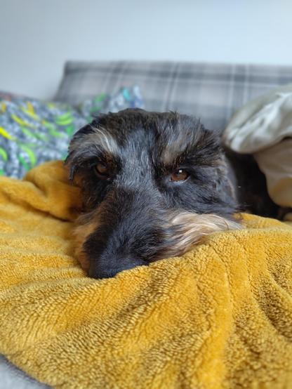 The head of a small black and tan dog looking at the camera. The dog is resting on a yellow blanket and her body is covered by cushions. She looks sleepy