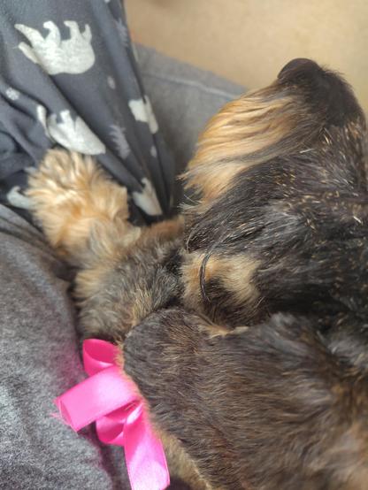 Top-down view of a small black and tan dog with a pink bow. Her little paw is resting on a human's leg