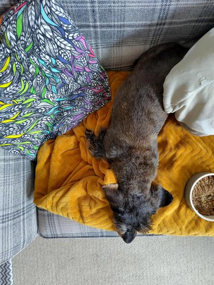 Top-down view of a small black and tan dog lying on a yellow blanket, surrounded by two cushions and a bowl of food. Her little front legs are folded back in a sploot.