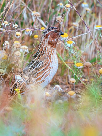 𝗣𝗶𝗰𝘁𝘂𝗿𝗲 𝗗𝗲𝘀𝗰𝗿𝗶𝗽𝘁𝗶𝗼𝗻 (𝗘𝗻𝗴): A male quail peeks out from a tangle of wild grass, his windpipe swollen and his beak open as he calls. His earthy and cream-colored feathers help him camouflage himself, but they are still incredibly beautiful.

𝗗𝗲𝘀𝗰𝗿𝗶𝗽𝗰𝗶𝗼́𝗻 (𝗘𝘀𝗽): Un macho de codorniz asoma entre una maraña de hierbas silvestres con la traquea implada y el pico abierto porque está cantando. Sus plumas de color terroso y crema le ayudan a camuflarse, pero no dejan de ser increíblemente bellas.