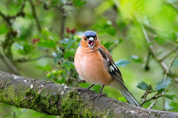 Male Common Chaffinch (Fringilla coelebs) calling or singing from a mossy branch with bright plumage and open beak.