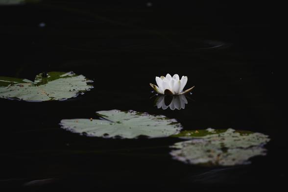 A low key photograph of a white water lily flower and three green lily pads, in water so dark it almost looks black. 

The lily pads are roughly in a line diagonal from the upper left to lower right and the flower is floating a bit up and right from the center