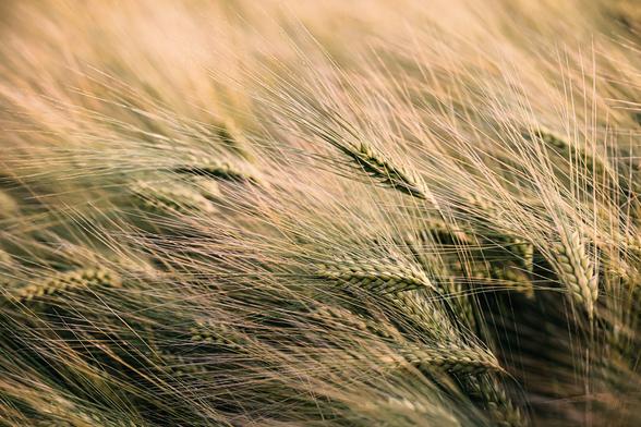Close-up of a golden barley field with long, feathery awns catching the sunlight. The image captures the soft movement and density of the ripening grain heads swaying in the breeze.