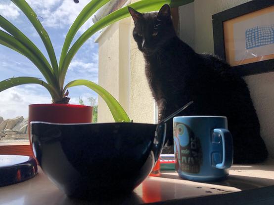 A black cat on a window sill, next to a plant, a mug and a bowl