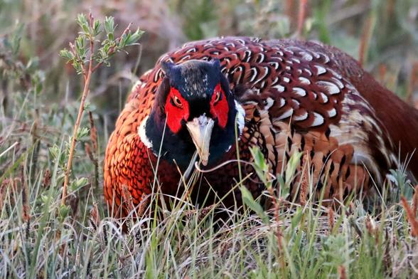 Ein farbenprächtiger männlicher Fasan mit schwarzem Kopf, roten Augenflecken und ornamentalem braunem Gefieder bei der Nahrungssuche in hohem Gras und natürlicher Vegetation. Er schaut den Betrachter direkt an, was etwas teuflisch aussieht.