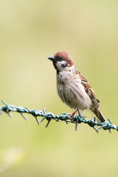 Eurasian Tree Sparrow (Passer montanus) perched on green barbed wire with a soft blurred countryside background.