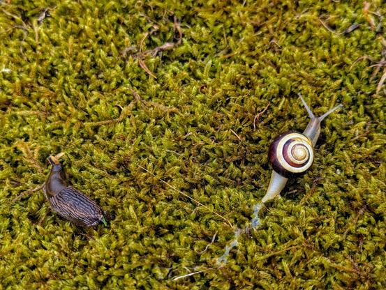 A close-up overhead shot reveals a vibrant green, textured carpet of moss, upon which a snail and a slug are visible. On the right, a small snail with a distinctive spiral shell in shades of brown, cream, and white slowly moves across the moss, leaving a shimmering trail of slime behind it. To the left, a dark brown slug, with a ridged body, rests motionless. The intricate details of the moss and the gastropods are sharply in focus.