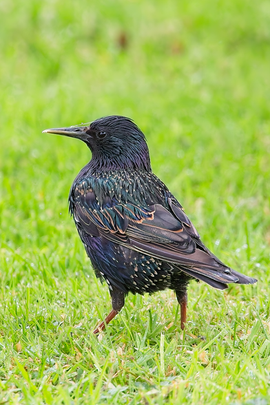 European Starling (Sturnus vulgaris) standing on green grass, showing iridescent plumage and pale speckles.