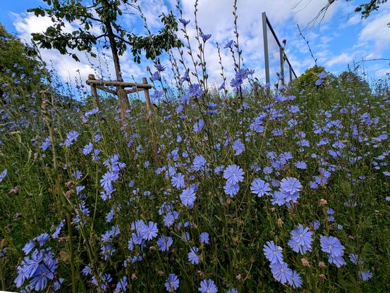 Ein weites Feld mit zahlreichen blauen Wegwarten, die sich leicht im Wind wiegen. Im Hintergrund ein junger Baum mit Stützpfosten und ein Stück eines Zauns unter blauem Himmel mit weißen Wolken.

A wide field filled with numerous blue chicory flowers swaying gently in the breeze. In the background, a young tree with support stakes and part of a fence under a blue sky with white clouds.

Foto by Johann Seidl, Gartenpoet