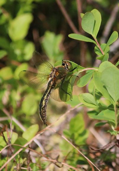 Downy emerald (Cordulia aenea) on a leaf (of a bog bilberry?). Copper-green body, light brown eyes. Rear end of the abdomen curves downward, with large dents on the side.