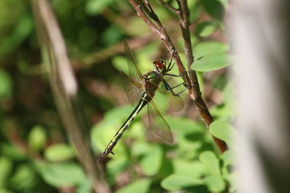 Brilliant emerald (Somatochlora metallica) on a wooden stem (of a bog bilberry?). Shiny, metallic green body, blood-colored eyes.