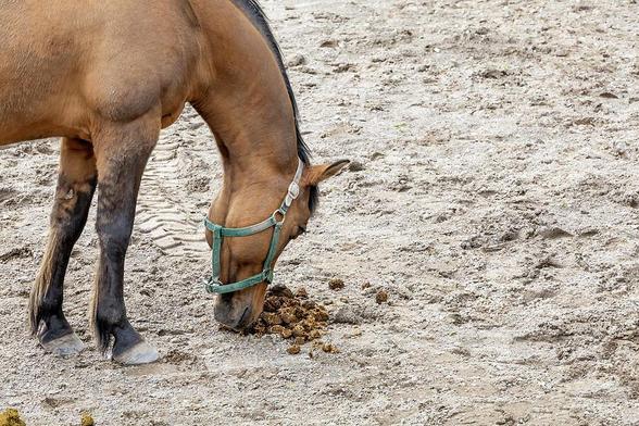 A horse at Riverdale Farm in Toronto curiously smells its own dung, showcasing natural behavior in a farm setting.