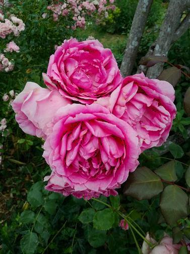Vier eng aneinander wachsende pinkfarbene Rosenblüten, vor einen Stück Holzzaun.
Im Hintergrund Rosenbüsche mit vielen kleineren Blüten, ebenfalls pink und weiß