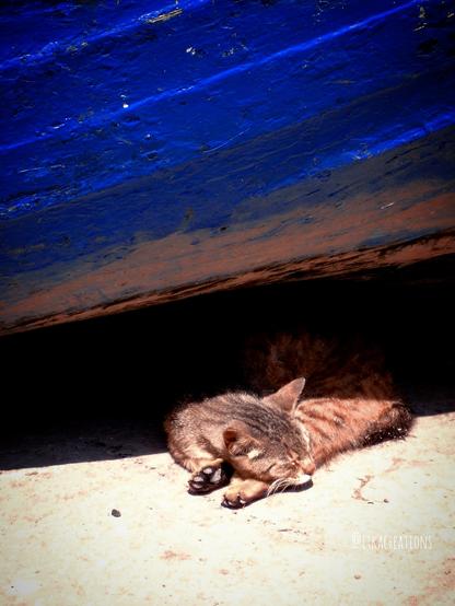 Un chat endormi entre ombre et soleil sous une barque bleue. Essaouira (Maroc). @itkacreations