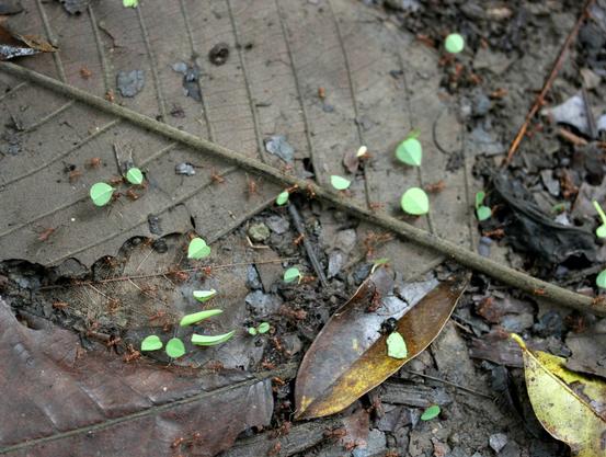 Brown leaves on forest floor. At least 20-30 small reddish ants scattered across them. About a dozen are carrying much smaller bright green leaves