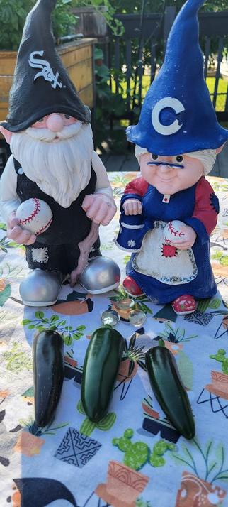 Chicago Cubs and White Sox gnomes overlooking the first of the jalapenos.