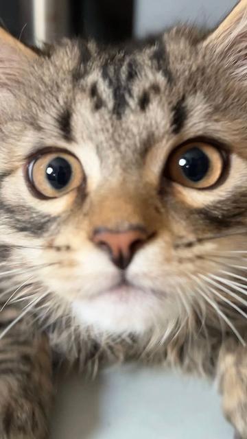 Nahaufnahme eines Katzenbaby Gesichts. Der kleine Kater ist braun/schwarz/weiß gemustert und hat große hellbraune Augen.