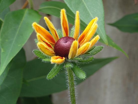 Foto van een uitlopende knop van een Zonnehoed, ruige rudbeckia (Rudbeckia hirta); een oranjegele bloem met een bruine knop, een harige steel en bloemblaadjes.

Uit Wikipedia:

De ruige rudbeckia bloeit vanaf juli tot in oktober. De bloeiwijze is een 4-8 cm groot hoofdje met 8-16 met meestal uniform gele tot geeloranje, elliptische, min of meer naar beneden gerichte lintbloemen (of met een kastanjebruine vlek) en 250 tot meer dan 500 zwartbruine buisbloemen. De 15-45 mm lange en 5-10 mm brede lintbloemen zijn aan de onderkant bezet met korte haren. De buisbloemen hebben aan de voet een puntige, lineair-lancetvormige stroschub, die ongeveer even lang is als de buisbloem. De 12–22 × 10–20 mm grote bodem van het hoofdje is halfbolvormig tot conisch. De in twee tot drie rijen gerangschikte, 10-15 mm lange en 2-3 mm brede omwindselbladen zijn afstaand of naar achteren gebogen en ruw behaard.

De vrucht is een 1,5-2,7 mm lang nootje.