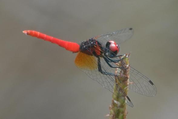 A small dragonfly with red and black eyes, a black body with red patches and a red abdomen. It is perched on a small vertical branch.
