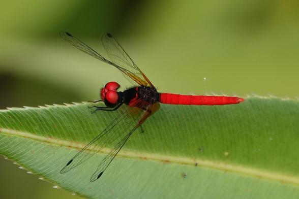 Same description as first image. This dragonfly is perched on a leaf.