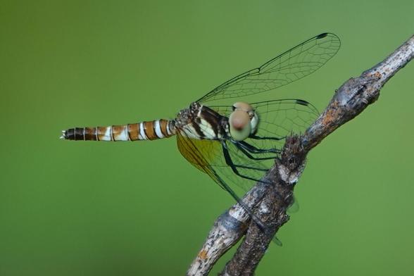 A dragonfly with light brown and green eyes, a brown body with green patches and a brown abdomen with blue stripes, turning black in the last two segments.