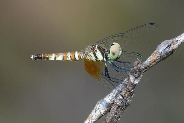 The same dragonfly as the third image, but from a slightly different angle.
