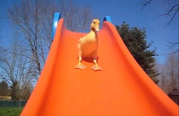 A duck is sliding down an orange playground slide against a clear blue sky, surrounded by trees.
