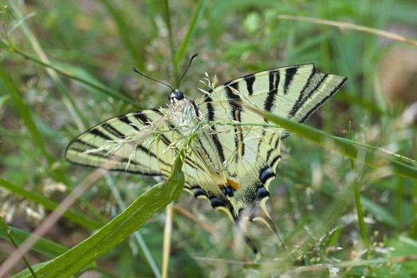 Ein großer Falter sitzt im Gras und man sieht die Aussenflügel mit gelben Flügeln mit schwarzen Streifen längs zum Körper, die Hinterflügel besitzen jeweils ein Schwänzchen und am Flügelrand einigen blauen Halbmonden sowie am Rand zum Körper hin ein Auge aus blau/rot Tönen.
