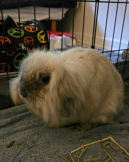 A fuzzy gray lop rabbit sitting on a gray blanket; the hair on top of his head has been trimmed short
