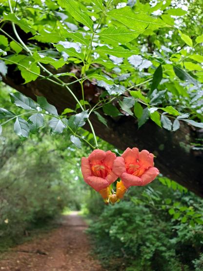 Trumpet Creeper flowers growing on a partially fallen tree over a hiking trail