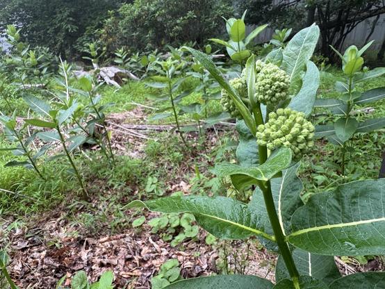Lush green milkweed with budding clusters are growing in a patch of grass and leaves.