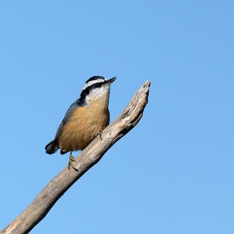 The head of the bird is just left and above the middle of the photo.
It is sitting on a branch against a clear blue sky and facing to the right.