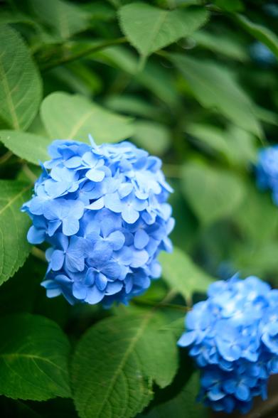 紫陽花の花