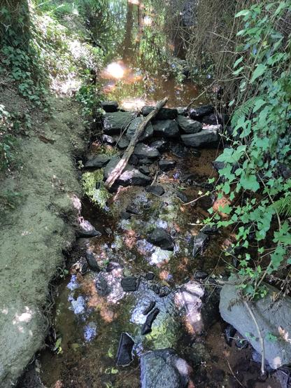 Ruisseau entre les arbres avec un peu d'eau et plein de pierres dedans.