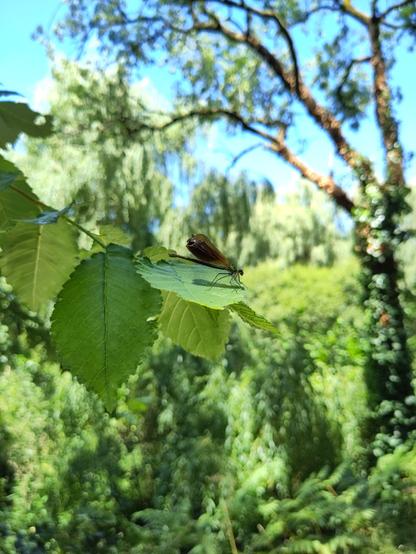 Libellule verte aux ailes marrons posée sur une feuille d'arbre en l'air.