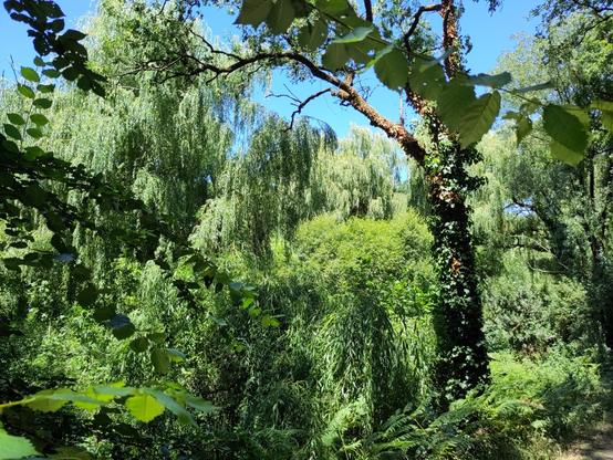 Plein d'arbres, dont des saules avec les feuilles tombantes, devant un ciel bleu.