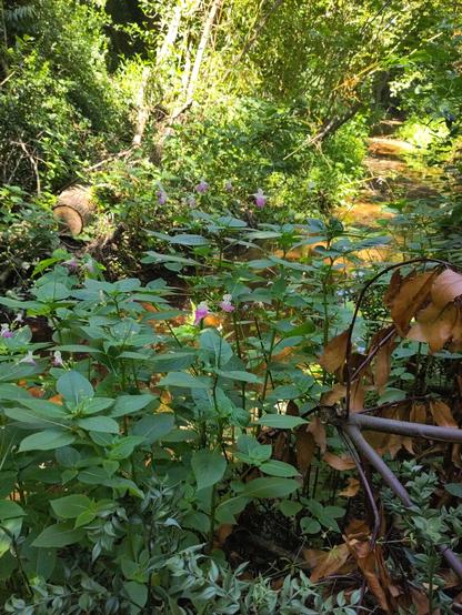 Des plantes feuillues avec des petites fleurs roses et blanches sur fond du ruisseau.