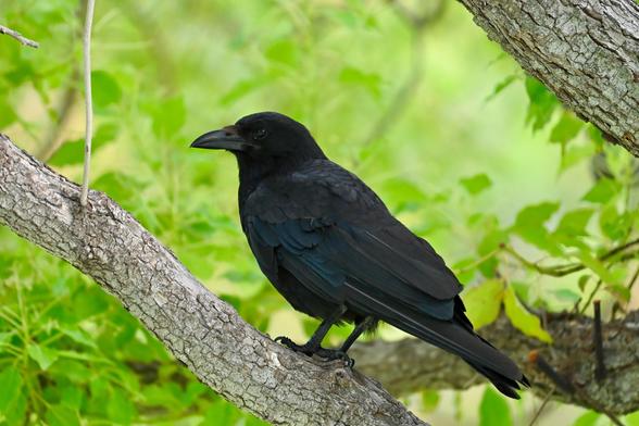 An American crow perched on a tree branch, surrounded by green foliage.