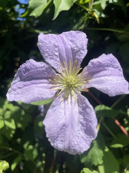Photo of light blue clematis.