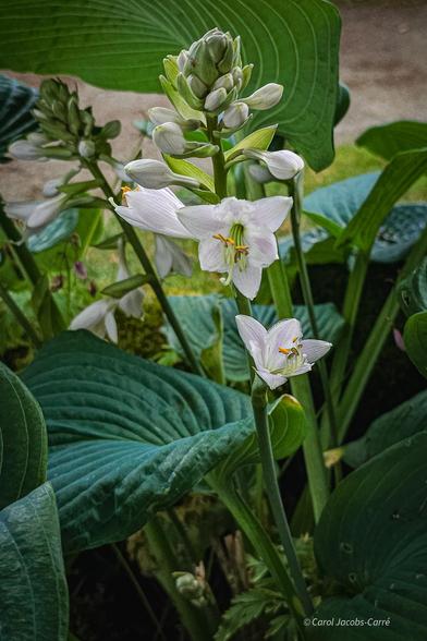 A couple of hosta flower spikes open under a hosta leaf extended above like a a canopy. You can see the contrasting light green veination etched against the blue-green of the leaf. Below,  a few open flowers with six white petals face forward, with the white pistil and stamens curving smoothly upwards. The anthers on the stamens are flat ovals, and a few have burst open to scatter bright yellow pollen.  Below the floral display, more leaves undulate away.