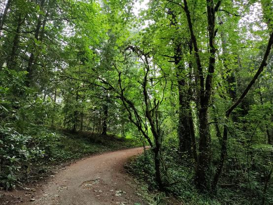 A dirt path curving up and to the side with gloriously green trees all around.