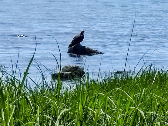 Profile shot of an osprey perched on a rock poking out of the water. Green sea grass is in the foreground.