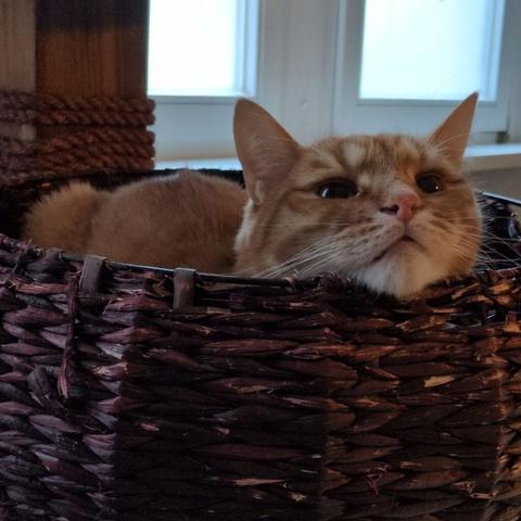 eine rothaarige Katze liegt in einem Körbchen und hat das Kinn auf den Rad aufgelegt. Die Katze wirkt sehr entspannt.